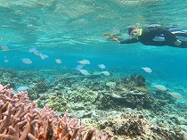宮古島のサンゴ調査報告！の写真1