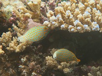 宮古島のサンゴ調査報告！の写真2