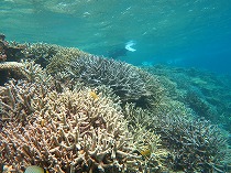 宮古島のサンゴ調査報告！の写真3